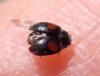 Scymnus sp.